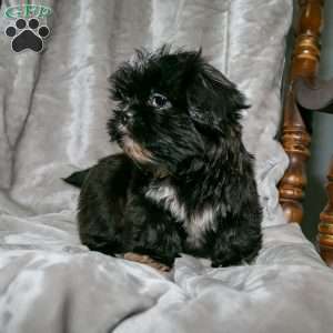 Buddy, Shih Tzu Puppy